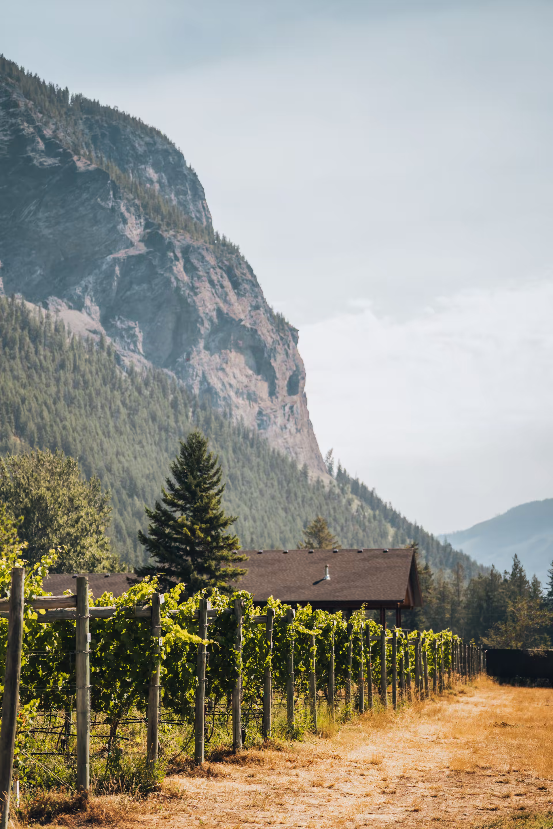 Summer vineyard under a mountain bluff in the Okanagan