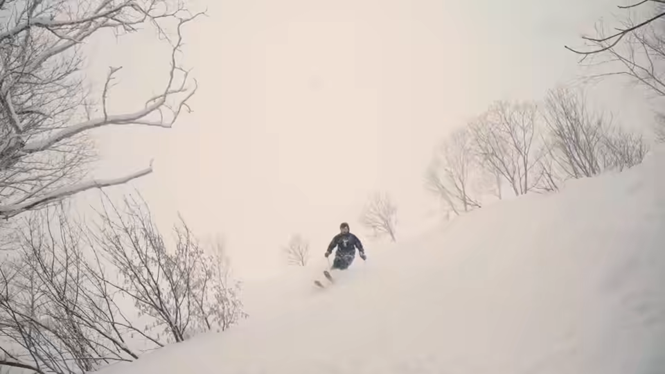 Skier dropping through a birch treeline
